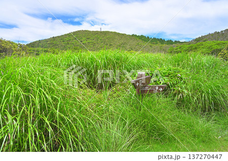 伊豆半島の伊豆山稜線歩道　小達磨山より望む金冠山 137270447