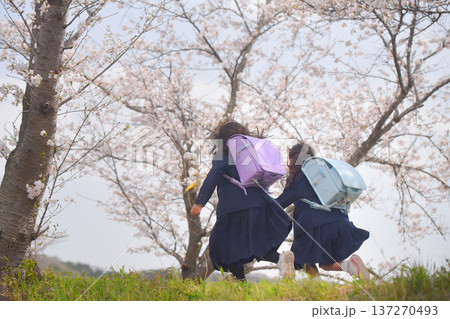 小学校に入学する可愛い女の子 137270493