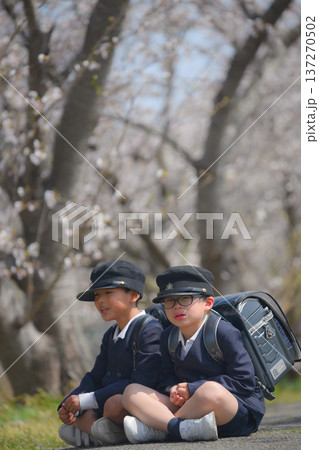 春、小学生、登下校、男の子 春、小学生、登下校、男の子 137270502