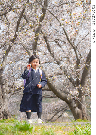 春、小学生、桜、女の子 春、小学生、桜、女の子 137270503