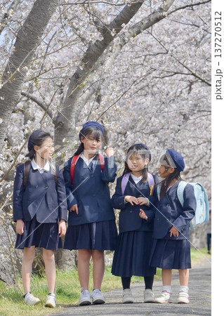 小学校、桜並木、女の子 137270512