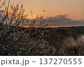 咲き揃った梅を照らす朝焼けの空　梅まつり開催中の月ヶ瀬梅渓　日が昇り黄金色の空を背景に咲く白梅 137270555