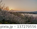 咲き揃った梅を照らす朝焼けの空　梅まつり開催中の月ヶ瀬梅渓　朝日を受け黄金色に輝く雲海と梅① 137270556