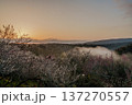 咲き揃った梅を照らす朝焼けの空　梅まつり開催中の月ヶ瀬梅渓　朝日を受け黄金色に輝く雲海と梅② 137270557