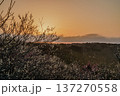 咲き揃った梅を照らす朝焼けの空　梅まつり開催中の月ヶ瀬梅渓　朝日を受け黄金色に染まる梅渓① 137270558