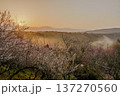 咲き揃った梅を照らす朝焼けの空　梅まつり開催中の月ヶ瀬梅渓　朝日を受け黄金色に輝く雲海と梅④ 137270560