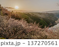 咲き揃った梅を照らす朝焼けの空　梅まつり開催中の月ヶ瀬梅渓　朝日を受け黄金色に染まる梅渓② 137270561