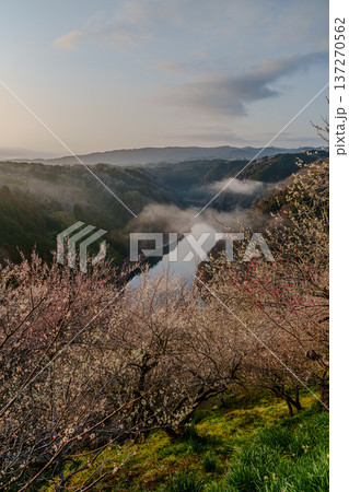 咲き揃った梅を照らす朝焼けの空 梅まつり開催中の月ヶ瀬梅渓 朝焼けの空に浮かぶ雲と高台に咲く梅① 咲き揃った梅を照らす朝焼けの空 梅まつり開催中の月ヶ瀬梅渓 朝焼けの空に浮かぶ雲と高台に咲く梅① 137270562