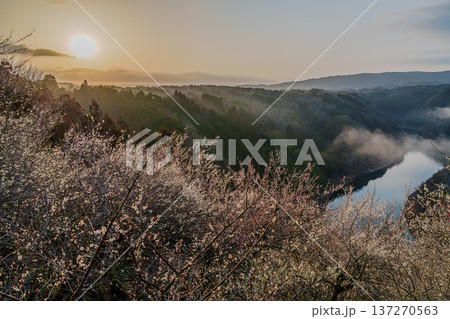 咲き揃った梅を照らす朝焼けの空 梅まつり開催中の月ヶ瀬梅渓 朝日を受け黄金色に染まる梅渓③ 咲き揃った梅を照らす朝焼けの空 梅まつり開催中の月ヶ瀬梅渓 朝日を受け黄金色に染まる梅渓③ 137270563