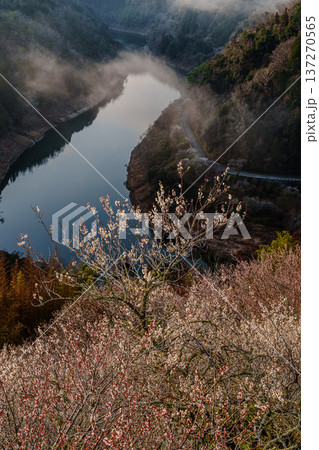 咲き揃った梅を照らす朝焼けの空 梅まつり開催中の月ヶ瀬梅渓 月ヶ瀬湖に映る空と高台に咲く梅① 咲き揃った梅を照らす朝焼けの空 梅まつり開催中の月ヶ瀬梅渓 月ヶ瀬湖に映る空と高台に咲く梅① 137270565