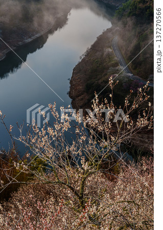 咲き揃った梅を照らす朝焼けの空 梅まつり開催中の月ヶ瀬梅渓 月ヶ瀬湖に映る空と高台に咲く梅② 咲き揃った梅を照らす朝焼けの空 梅まつり開催中の月ヶ瀬梅渓 月ヶ瀬湖に映る空と高台に咲く梅② 137270566