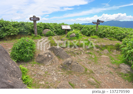 伊豆半島の伊豆山稜線歩道 夏の達磨山山頂 伊豆半島の伊豆山稜線歩道 夏の達磨山山頂 137270590
