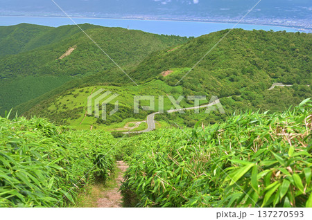 伊豆半島の伊豆山稜線歩道 笹生い茂る達磨山より駿河湾と金冠山と小達磨山を望む 伊豆半島の伊豆山稜線歩道 笹生い茂る達磨山より駿河湾と金冠山と小達磨山を望む 137270593