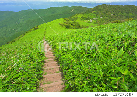 伊豆半島の伊豆山稜線歩道 笹生い茂る達磨山より緑の稜線 伊豆半島の伊豆山稜線歩道 笹生い茂る達磨山より緑の稜線 137270597