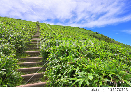 伊豆半島の伊豆山稜線歩道 達磨山の笹原の登山道に夏空 伊豆半島の伊豆山稜線歩道 達磨山の笹原の登山道に夏空 137270598