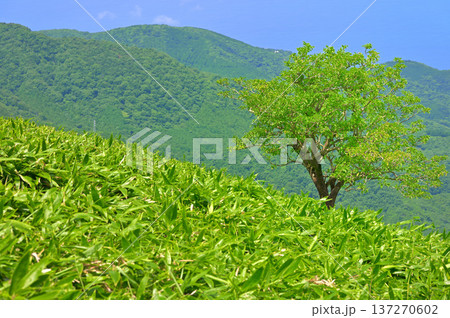 伊豆半島の伊豆山稜線歩道の達磨山 夏の笹原に立つ一本木 伊豆半島の伊豆山稜線歩道の達磨山 夏の笹原に立つ一本木 137270602