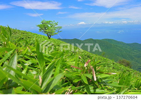 伊豆半島の伊豆山稜線歩道の達磨山 夏の笹原に立つ一本木 伊豆半島の伊豆山稜線歩道の達磨山 夏の笹原に立つ一本木 137270604