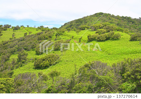 伊豆半島の伊豆山稜線歩道 夏の緑の小達磨山を眺める 伊豆半島の伊豆山稜線歩道 夏の緑の小達磨山を眺める 137270614