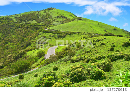伊豆半島の伊豆山稜線歩道　小達磨山のあせびヶ原より夏の達磨山と西伊豆スカイライン 137270618