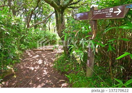 伊豆半島の伊豆山稜線歩道 夏の小達磨山山頂 伊豆半島の伊豆山稜線歩道 夏の小達磨山山頂 137270622