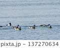 コクガンの泳ぎ 137270634