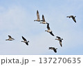 コクガンの群れ飛翔 137270635