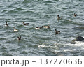 波にもまれるコクガン 137270636
