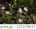 キクザイチゲの白い花 137270637
