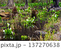 水芭蕉咲く湿地 137270638