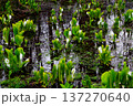 湿地の水芭蕉 137270640