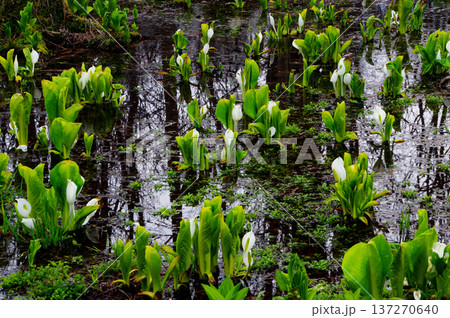 湿地の水芭蕉 137270640