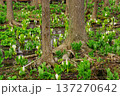 木立の水芭蕉 137270642