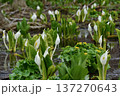 水芭蕉咲き誇る 137270643