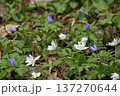 紫と白い花 137270644