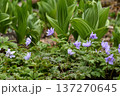 キクザイチゲ咲く 137270645
