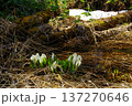 片隅に咲く水芭蕉 137270646