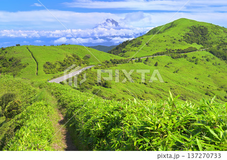 伊豆半島の伊豆山稜線歩道　夏の稜線と富士山と緑の達磨山と西伊豆スカイライン 137270733