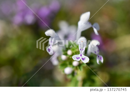 白色のホトケノザ 137270745