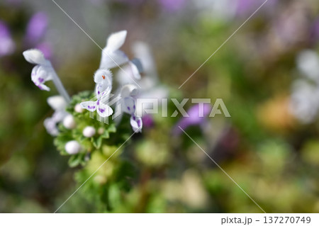 白色のホトケノザ 137270749