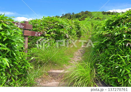 伊豆半島　夏の伊豆山稜線歩道　戸田駐車場の達磨山入口 137270761