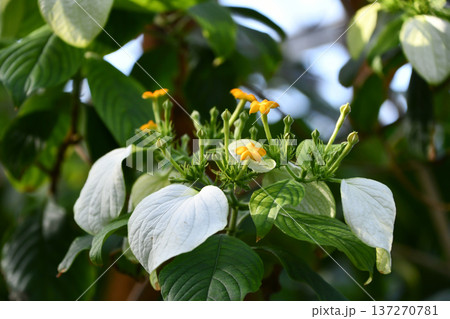 ケコンロンカ Mussaenda pubescens ケコンロンカ Mussaenda pubescens 137270781