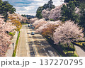 桜並木（金沢城公園・2020/04/11） 137270795