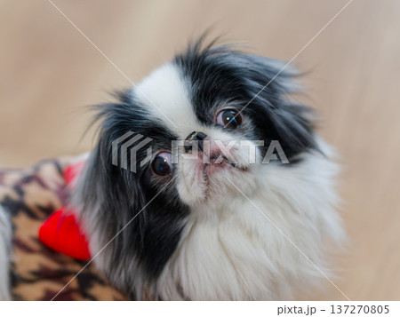 可愛い狆（Japanese Chin）のポートレート｜室内で見上げる小型犬 137270805