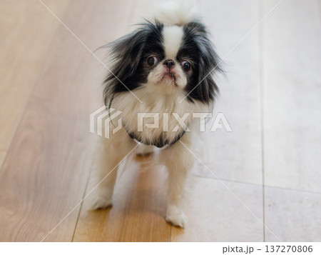 可愛い狆(Japanese Chin)のポートレート|室内で見上げる小型犬 可愛い狆(Japanese Chin)のポートレート|室内で見上げる小型犬 137270806
