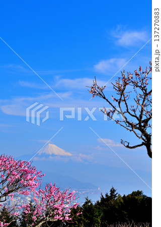 静岡県 日本平から冠雪の富士山 紅白の梅 静岡県 日本平から冠雪の富士山 紅白の梅 137270883
