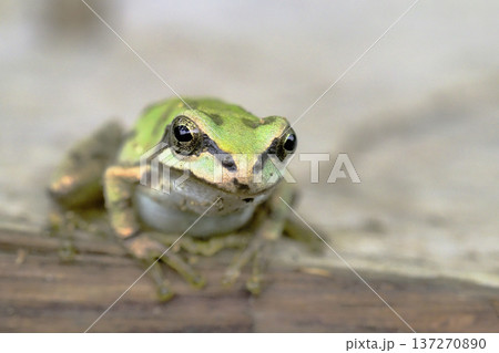 ニホンアマガエル 137270890