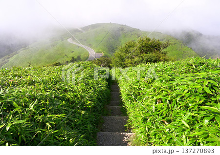 伊豆半島の伊豆山稜線歩道　達磨山の道　晴れ行く夏の稜線歩道 137270893