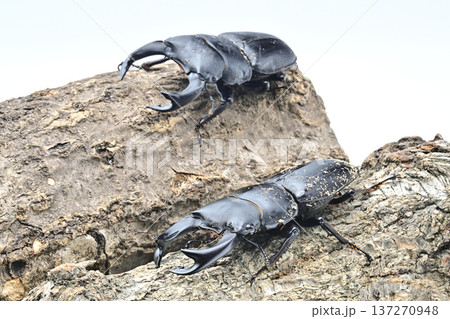 ホペイオオクワガタ 137270948