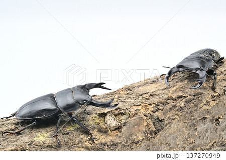 ホペイオオクワガタ 137270949