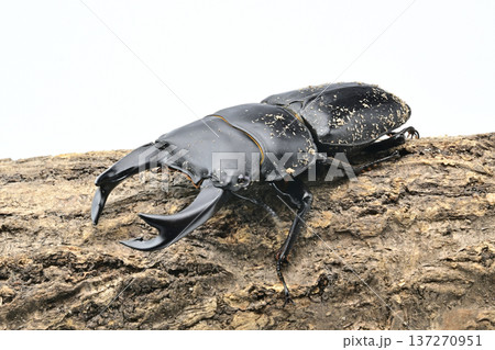 ホペイオオクワガタ 137270951